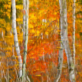 Framed Fire Birches And Foliage Reflection by Jeff Sinon