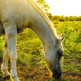 Freckles at Sunset by David Morefield
