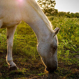 Freckles Pferd by David Morefield