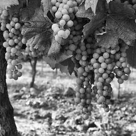 French Grapes by Georgia Clare