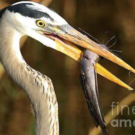 Fresh Blue Catch by Adam Jewell