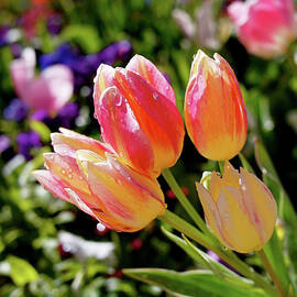 Fresh Tulips by Rona Black