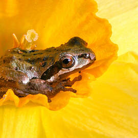Frog and daffodil by Jean Noren