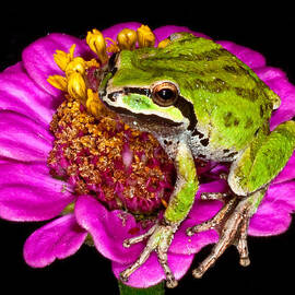 Frog  on flower by Jean Noren