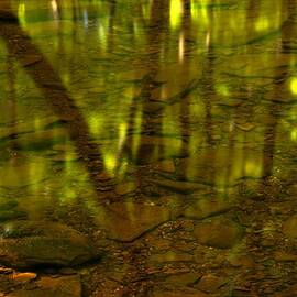 From River Rocks To Forest Reflections by Adam Jewell
