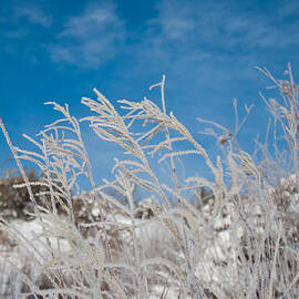 Frost Covered Grasses Against the Sky by Cascade Colors