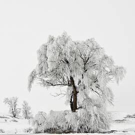 Frosted by Mary Jo Allen