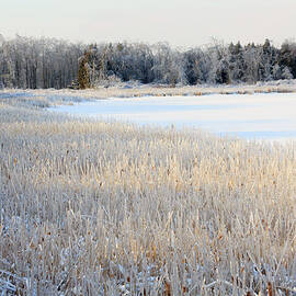 Frozen Lake And Ice Coated Trees And by Louise Heusinkveld