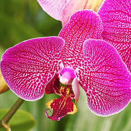 Fuchsia Moth Orchid by Rona Black