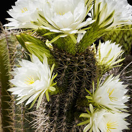 Full Bloom by Kelley King