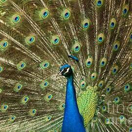 Full Peacock Mane by Adam Jewell