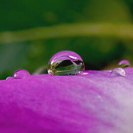 Fusion by Rona Black