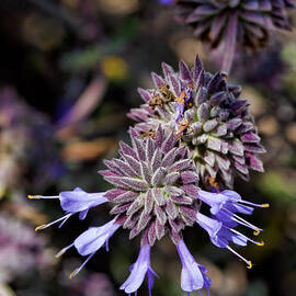 Fuzzy Purple 1 by Kelley King