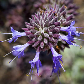 Fuzzy Purple 2 by Kelley King