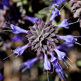 Fuzzy Purple 3 by Kelley King