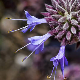 Fuzzy Purple Detail 1 by Kelley King