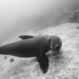 Galapagos Sea lion underwater by Sami Sarkis Photography