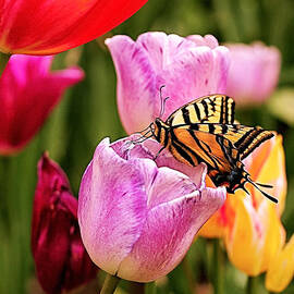 Garden Party by Rona Black