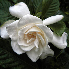 Gardenia by Jessica Jenney