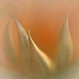 Gazania Abstract by David Kelly