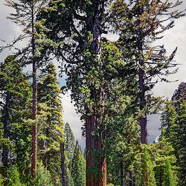 General Grant Sequoia Tree, Kings Canyon by Ed Freeman