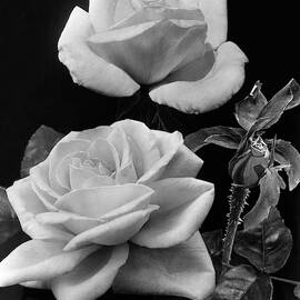 'george Arends' Roses by J. Horace McFarland