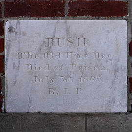 Georgetown - Bush the Old Fire Dog by Richard Reeve