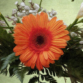 Gerbera Daisy by Jeffrey Kolker