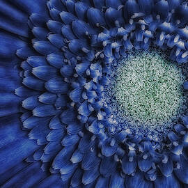 Gerbera Daisy by Susan Candelario