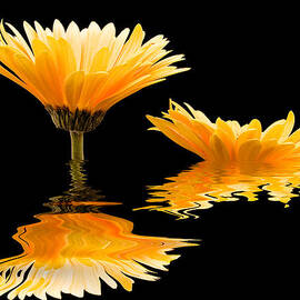 Gerbera reflection by Jean Noren