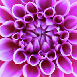 Germany, Dahlia Flower, Close Up by Westend61