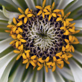Germany, Zinnia Flower, Close Up by Westend61