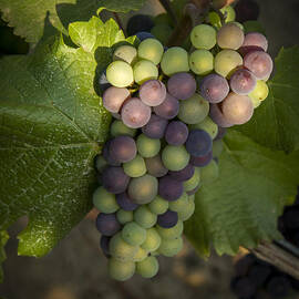 Getting Ripe by Jean Noren