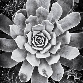 Ghost Echeveria by Tim Gainey