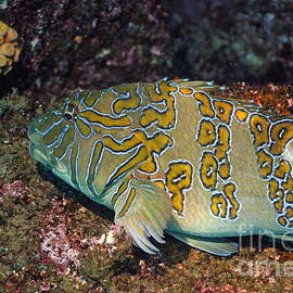 Giant Hawkfish on seabed by Sami Sarkis Photography