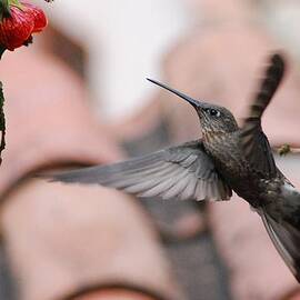 Giant Hummingbird by Cascade Colors