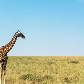 Giraffes On Savannah Grassland by Mike Hill