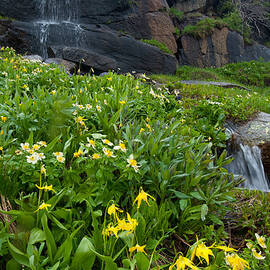 Glacier Lilies and Globeflower beside a Mountain Stream by Cascade Colors