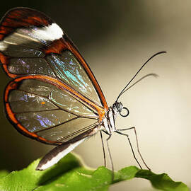 Glassed wing tropical Butterfly by Grant Glendinning