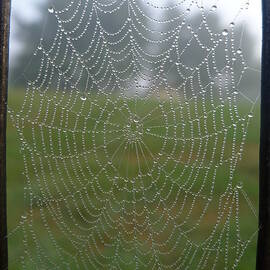 Glassy Dew Drops by Richard Reeve