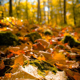 Glistening Autumn Dew by Duluth To Door County Photography