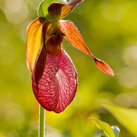 Glow Pink Ladys Slipper Orchid by Jeff Sinon