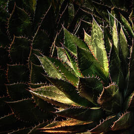 Glowing Aloe by Mary Jo Allen