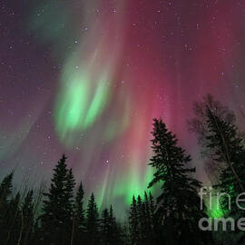 glowing skies