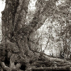 Gnarled Tree by Mary Lee Dereske