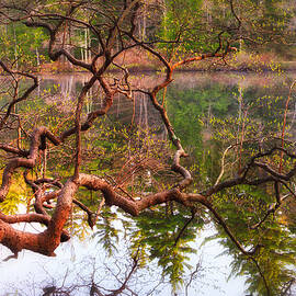 Gnarled Tree Reflections by Jeff Sinon