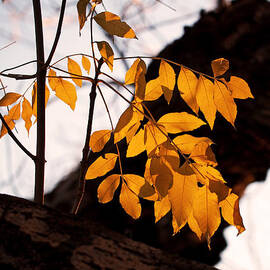 Golden Beech Leaves by Rona Black