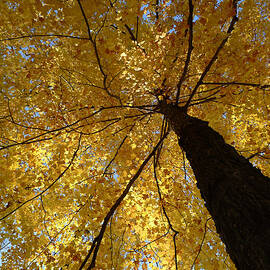 Golden Canopy by Richard Reeve