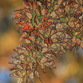 Golden Cluster by Beth Sargent