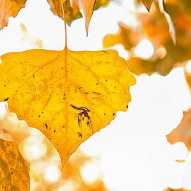 Golden Cottonwood Leaf by Mary Lee Dereske